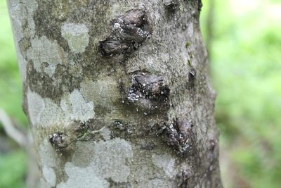 Fagus grandifolia, photographed by Steven Lamonde