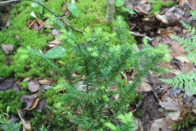Taxus canadensis, photographed by Steven Lamonde