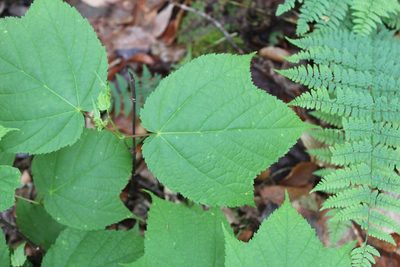 Acer pensylvanicum, photographed by Steven Lamonde