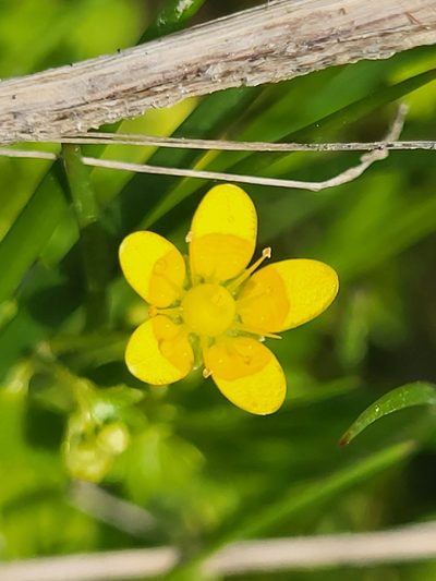 Saxifraga cymbalaria, photographed by Jacek Pietruszewski