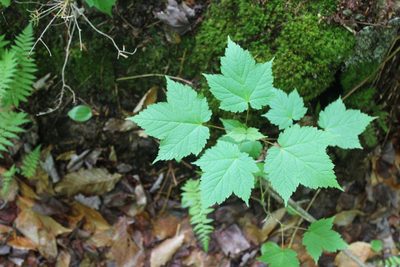 Acer spicatum, photographed by Steven Lamonde
