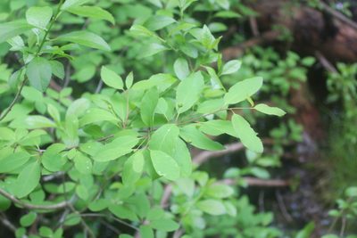 Ilex mucronata, photographed by Steven Lamonde