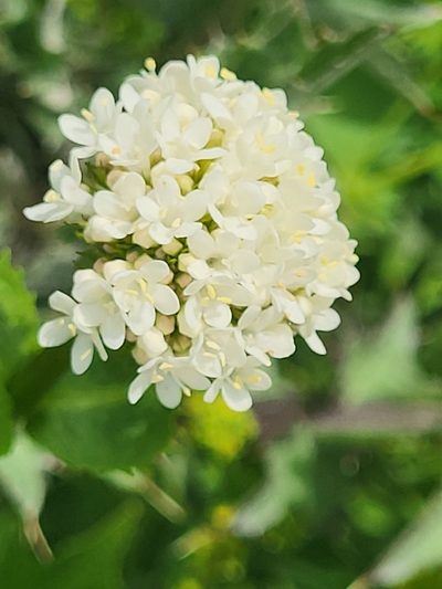 Valeriana alliariifolia, photographed by Jacek Pietruszewski