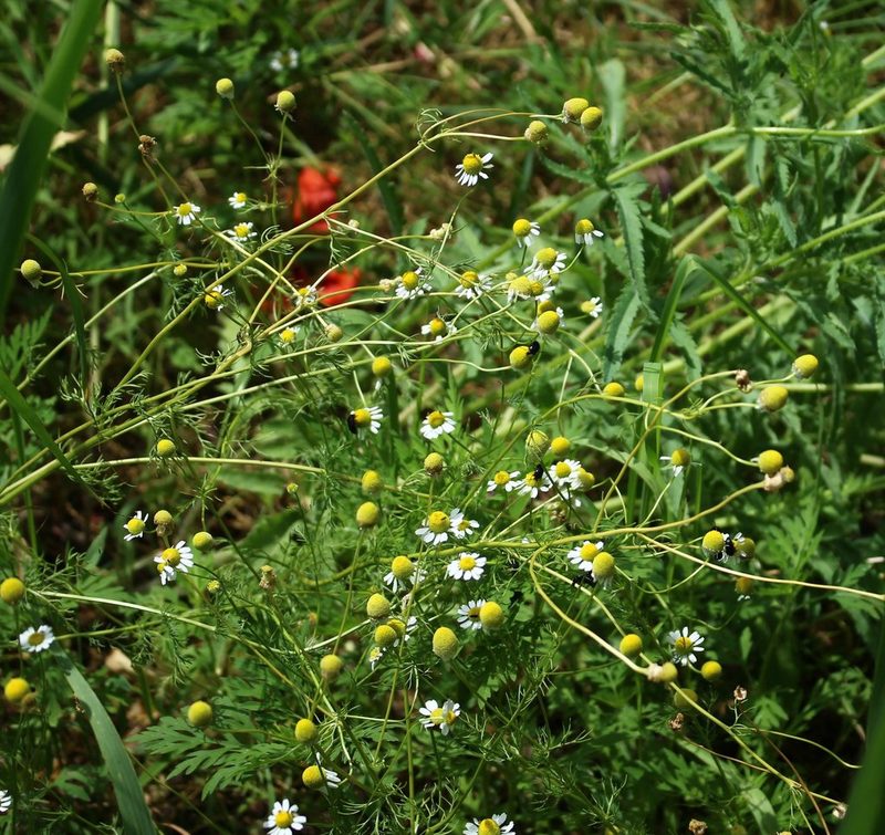 Matricaria chamomilla, photographed by Юрий Данилевский (Yuriy Danilevsky)