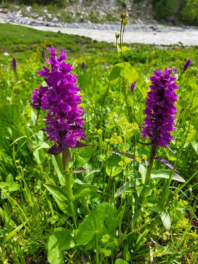 Dactylorhiza euxina, photographed by Jacek Pietruszewski