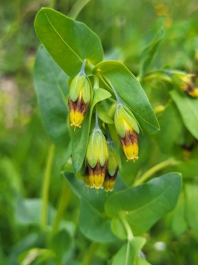 Cerinthe glabra, photographed by Jacek Pietruszewski