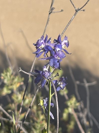 Delphinium parryi, photographed by James M. Maley