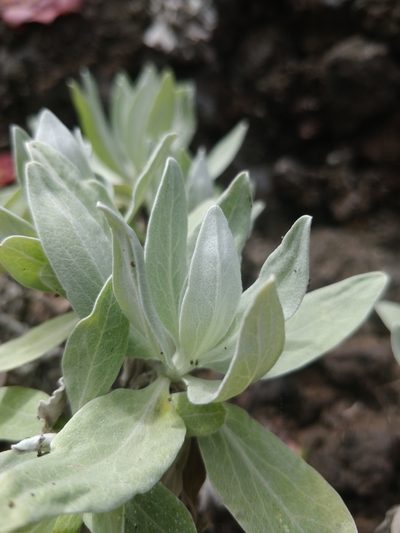 Helichrysum melaleucum, photographed by Vítor Jorge