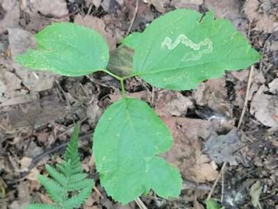 Aralia nudicaulis, photographed by Renato Robert