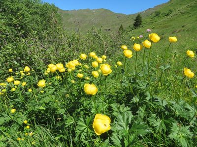 Trollius europaeus, photographed by Marco Mussita