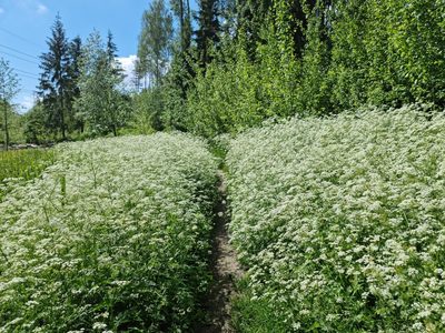 Anthriscus sylvestris, photographed by Ilkka Tuunainen