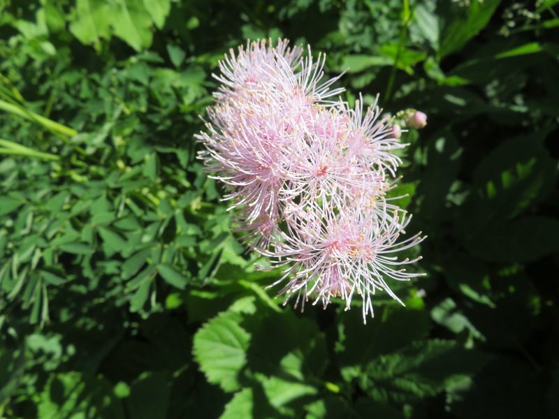 Thalictrum aquilegiifolium, photographed by Marco Mussita