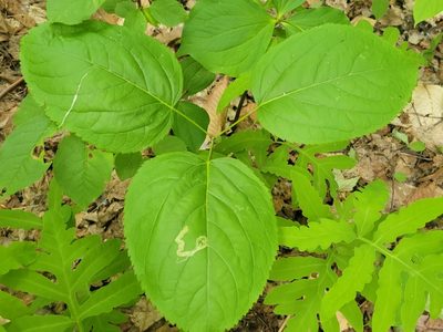 Aralia nudicaulis, photographed by Renato Robert