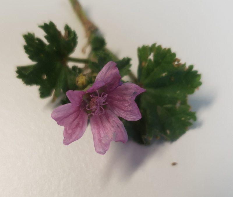 Malva neglecta, photographed by Brenda Black