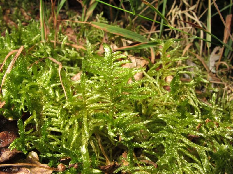 Pseudoscleropodium purum, photographed by José Luis Camaño