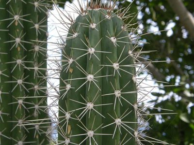 Stenocereus heptagonus, photographed by Rafael Medina