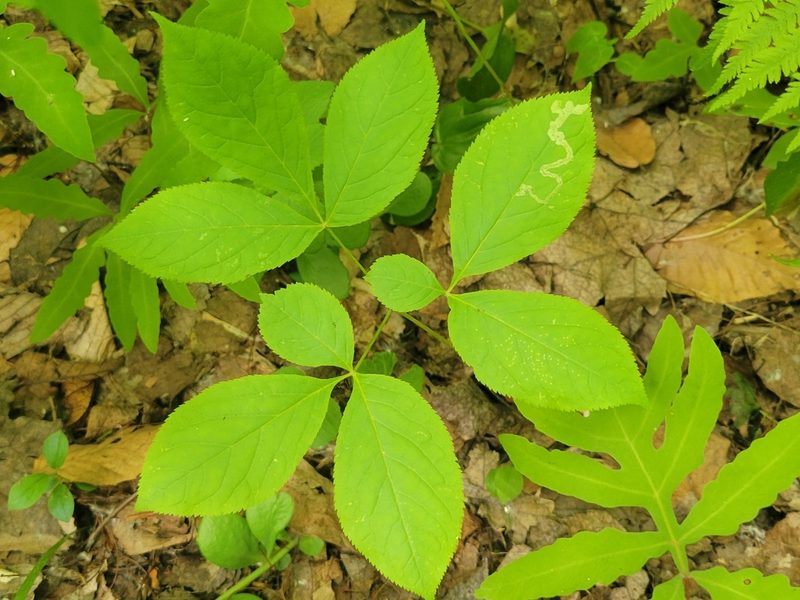 Aralia nudicaulis, photographed by Renato Robert
