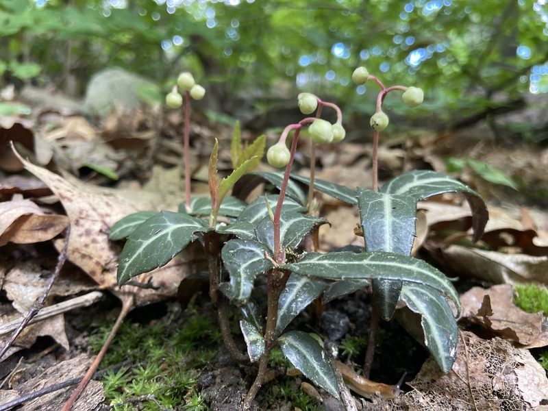 Chimaphila maculata, photographed by Deana Tempest Thomas