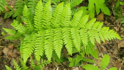 Athyrium angustum