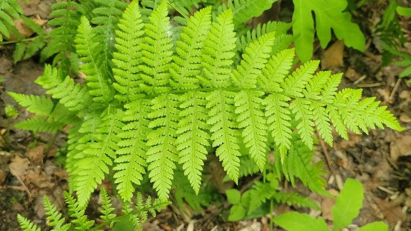 Athyrium angustum, photographed by Renato Robert