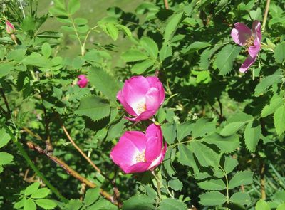 Rosa pendulina, photographed by Marco Mussita