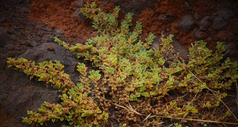 Aizoon canariense, photographed by desertnaturalist