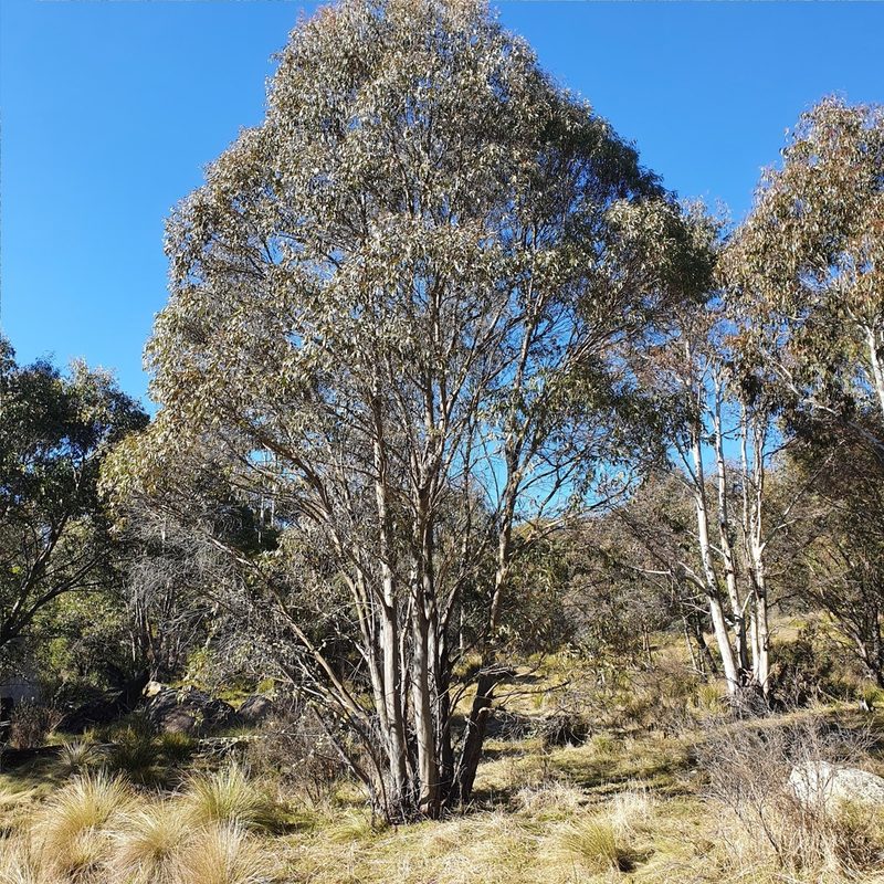 Eucalyptus stellulata, photographed by ronavery