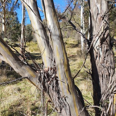 Eucalyptus stellulata, photographed by ronavery