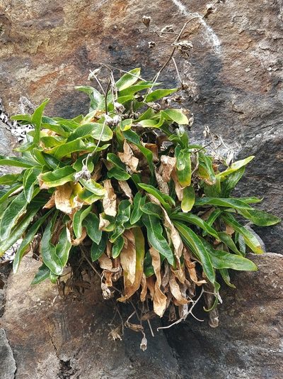Musschia aurea, photographed by Vítor Jorge