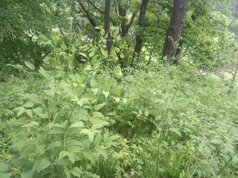 Clematis recta, photographed by Анна Рыбакова