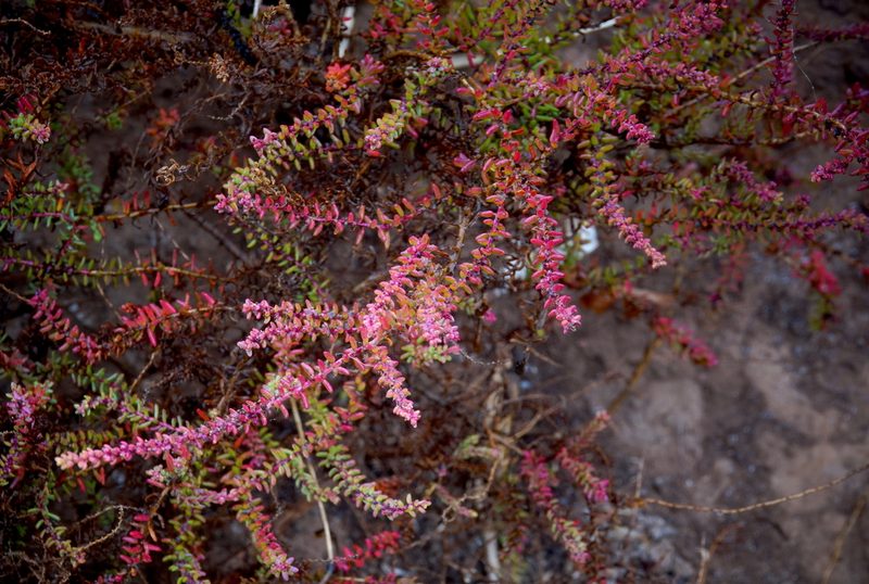 Suaeda vera, photographed by desertnaturalist