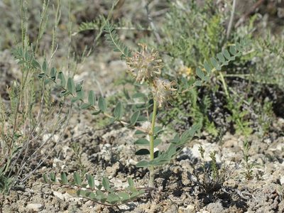 Astragalus vulpinus, photographed by Иван Пристрем
