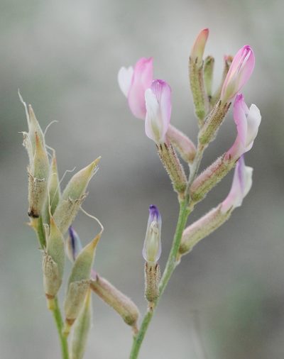 Astragalus brachylobus, photographed by Иван Пристрем