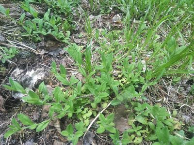 Veronica officinalis, photographed by Анна Рыбакова