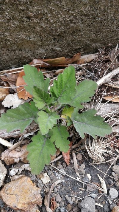 Crambe fruticosa, photographed by Vítor Jorge
