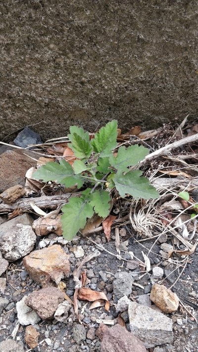 Crambe fruticosa, photographed by Vítor Jorge