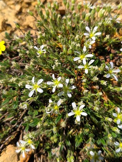 Arenaria grandiflora, photographed by Denys Vynokurov