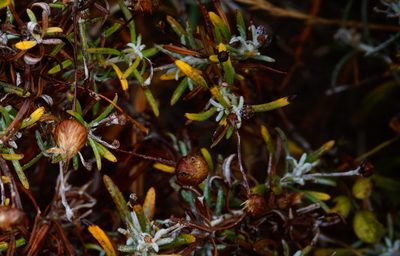 Phagnalon saxatile, photographed by desertnaturalist