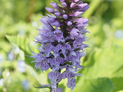 Dactylorhiza maculata, photographed by Michael Knapp