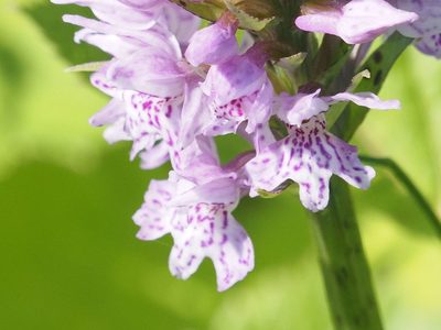 Dactylorhiza maculata, photographed by Michael Knapp