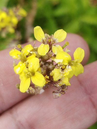 Sinapidendron rupestre, photographed by Vítor Jorge