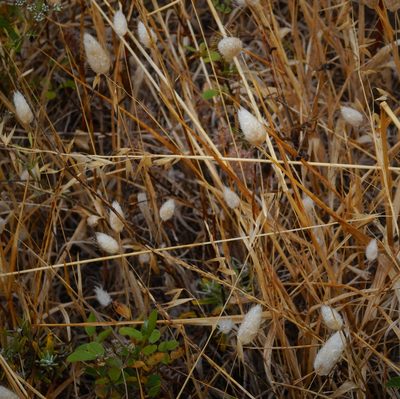 Lagurus ovatus, photographed by desertnaturalist