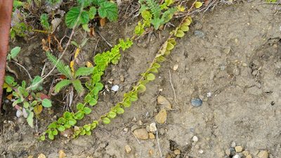 Micromeria douglasii, photographed by Michael Warner