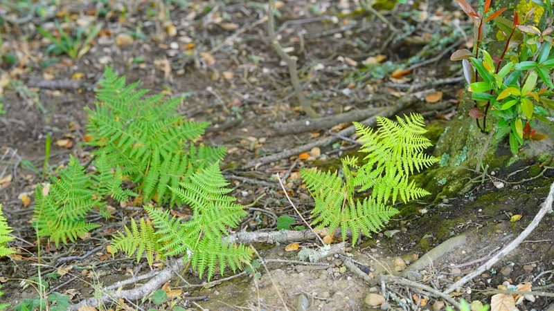 Pteridium aquilinum, photographed by Michael Warner