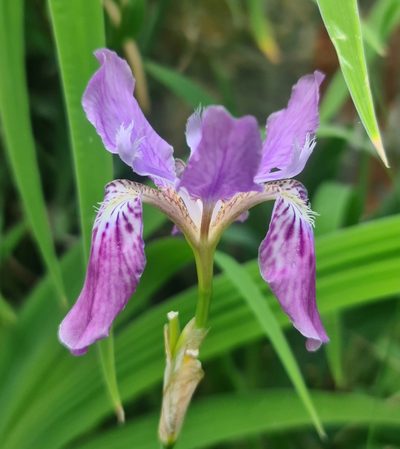 Iris milesii, photographed by Peggy Newman
