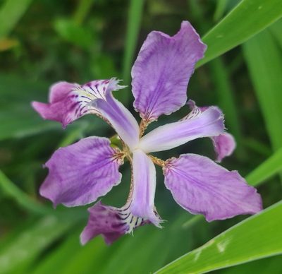 Iris milesii, photographed by Peggy Newman