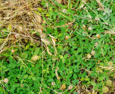 Trifolium fragiferum