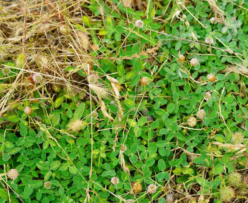 Trifolium fragiferum, photographed by Michael Warner
