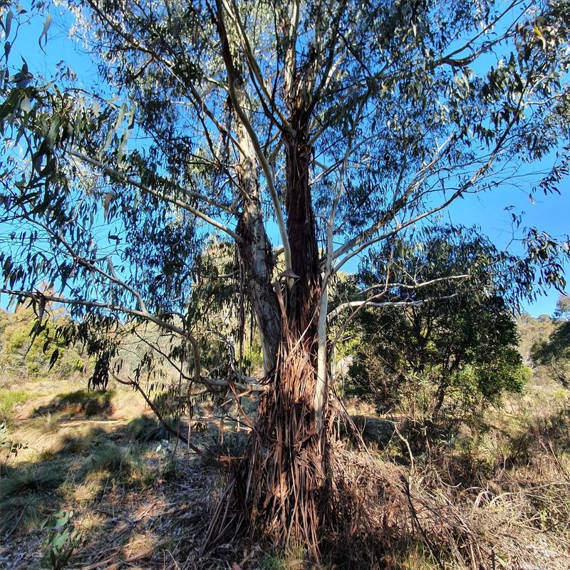 Eucalyptus viminalis, photographed by ronavery