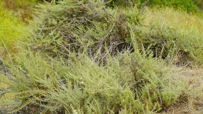 Artemisia californica
